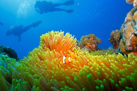 Calypso Outer Great Barrier Reef Cruise From Port Douglas - Accommodation Sunshine Coast 8