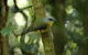 O'Reilly's Lamington National Park And Treetop Canopy Tour - thumb 3