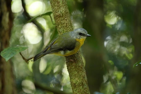 O'Reilly's Lamington National Park And Treetop Canopy Tour - Accommodation Sunshine Coast 3