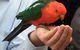O'Reilly's Lamington National Park And Treetop Canopy Tour - thumb 1