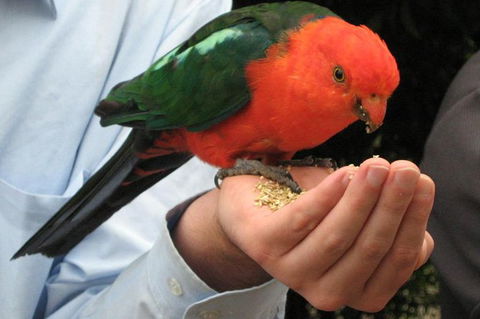 O'Reilly's Lamington National Park And Treetop Canopy Tour - Accommodation Sunshine Coast 1