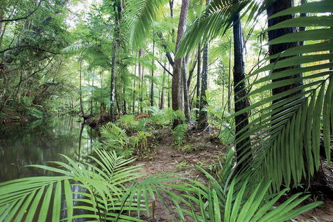 Private Transfer 4 To 6 Passengers, Cairns <> Port Douglas. One Way. - Accommodation Sunshine Coast 8
