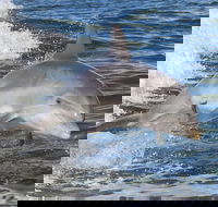 Noosa Oceanrider Scenic Dolphin Safari - Accommodation Sunshine Coast