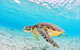 Low Island Snorkelling Private Charter Aboard Authentic Chinese Junk Boat - thumb 3