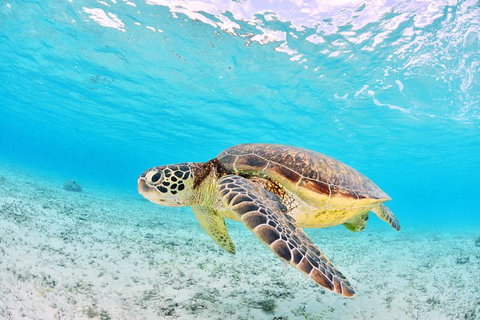 Low Island Snorkelling Private Charter Aboard Authentic Chinese Junk Boat - Accommodation Sunshine Coast 3