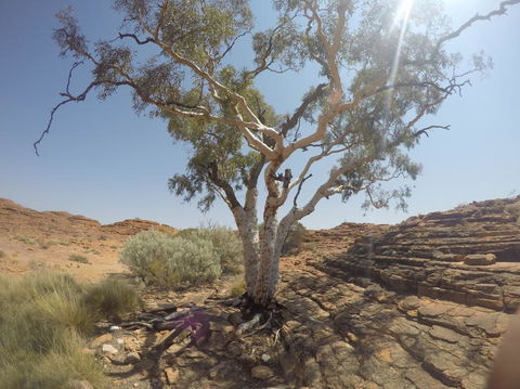 Kings Canyon Day Trip From Ayers Rock - Accommodation Sunshine Coast 3