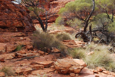 Kings Canyon Day Trip From Ayers Rock - Accommodation Sunshine Coast 24