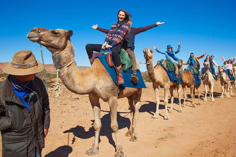 Alice Springs Camel Tour - Accommodation Sunshine Coast 7