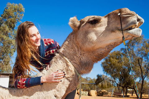 Alice Springs Camel Tour - Accommodation Sunshine Coast 6