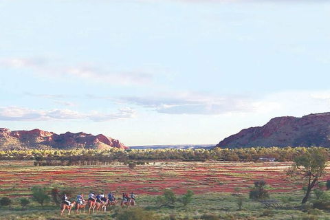 Alice Springs Camel Tour - Accommodation Sunshine Coast 3