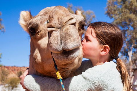Alice Springs Camel Tour - Accommodation Sunshine Coast 2