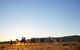 Alice Springs Camel Tour - thumb 9