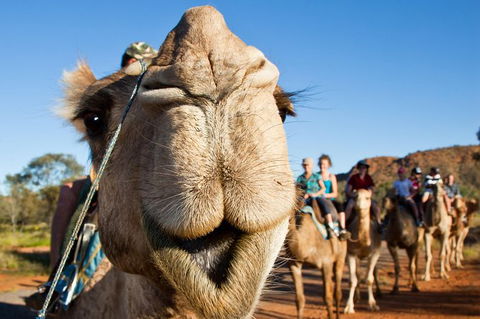 Alice Springs Camel Tour - Accommodation Sunshine Coast 10