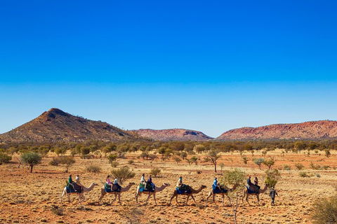 Alice Springs Camel Tour - Accommodation Sunshine Coast 5