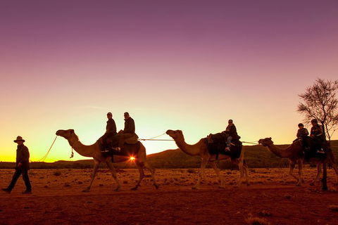 Alice Springs Camel Tour - Accommodation Sunshine Coast 4