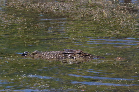 Kakadu, Nourlangie And Yellow Waters Tour From Darwin - Accommodation Sunshine Coast 16