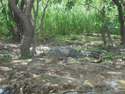 Kakadu, Nourlangie And Yellow Waters Tour From Darwin - Accommodation Sunshine Coast 21