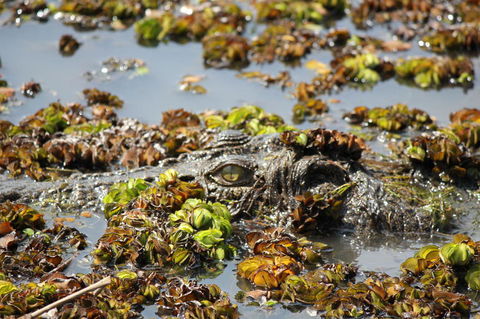 Kakadu, Nourlangie And Yellow Waters Tour From Darwin - Accommodation Sunshine Coast 17