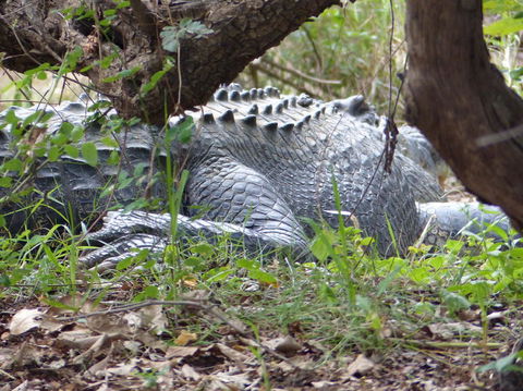 Kakadu, Nourlangie And Yellow Waters Tour From Darwin - Accommodation Sunshine Coast 13