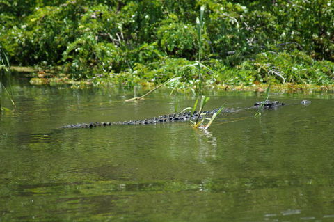 Kakadu, Nourlangie And Yellow Waters Tour From Darwin - Accommodation Sunshine Coast 4