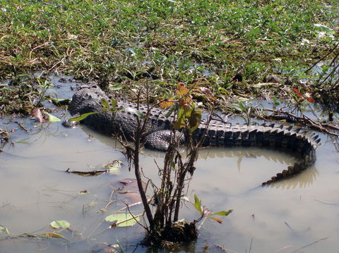 Kakadu, Nourlangie And Yellow Waters Tour From Darwin - Accommodation Sunshine Coast 19