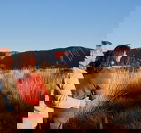 Uluru Sunrise and Kata Tjuta Half Day Trip - Accommodation Sunshine Coast