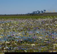 230pm Safari Cruise 1.5 Hours - Accommodation Sunshine Coast