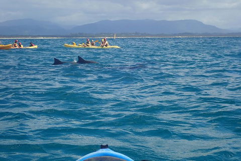 The Byron Bay Sea Kayak Tour - Accommodation Sunshine Coast 4
