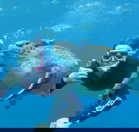 3-Hour Sea Turtle Snorkeling Experience in Byron Bay - Accommodation Sunshine Coast