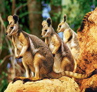 Sydney Harbour Hop On Hop Off Cruise with Taronga Zoo entry - Accommodation Sunshine Coast
