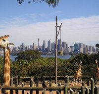 Sydney Taronga Zoo's Australian Animals Tour - Accommodation Sunshine Coast