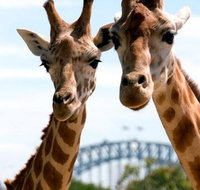 Sydney Harbour Ferry with Taronga Zoo Entry Ticket - Accommodation Sunshine Coast