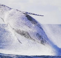 Whale Watching Sailing Experience in Sydney - Accommodation Sunshine Coast