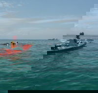 Kayaking with Dolphins in Byron Bay Guided Tour - Accommodation Sunshine Coast