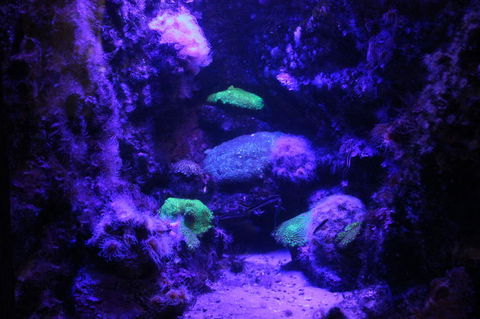 SEA LIFE Sydney Aquarium Entrance Ticket - Accommodation Sunshine Coast 8