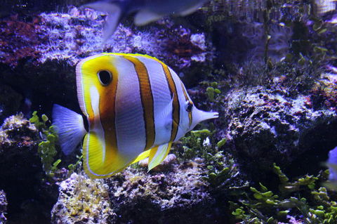 SEA LIFE Sydney Aquarium Entrance Ticket - Accommodation Sunshine Coast 7