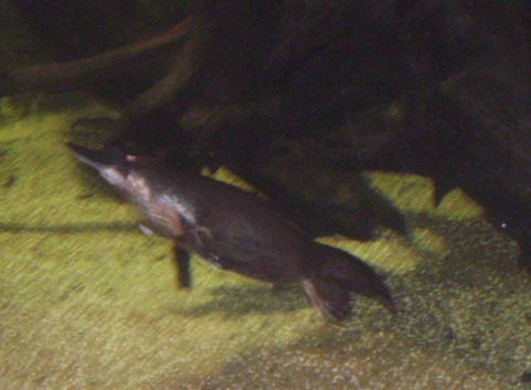 SEA LIFE Sydney Aquarium Entrance Ticket - Accommodation Sunshine Coast 18