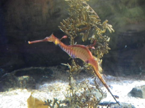 SEA LIFE Sydney Aquarium Entrance Ticket - Accommodation Sunshine Coast 12