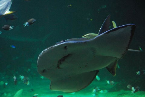 SEA LIFE Sydney Aquarium Entrance Ticket - Accommodation Sunshine Coast 20