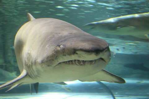 SEA LIFE Sydney Aquarium Entrance Ticket - Accommodation Sunshine Coast 5