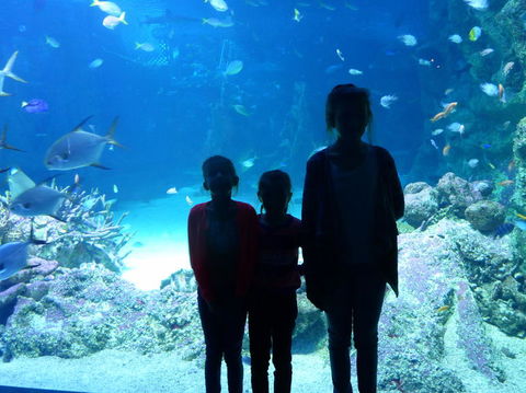 SEA LIFE Sydney Aquarium Entrance Ticket - Accommodation Sunshine Coast 10