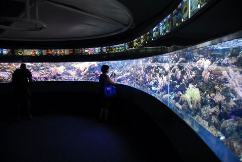 SEA LIFE Sydney Aquarium Entrance Ticket - Accommodation Sunshine Coast 23