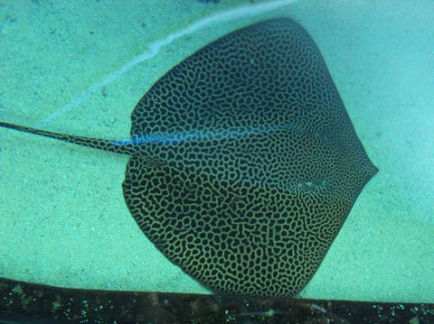 SEA LIFE Sydney Aquarium Entrance Ticket - Accommodation Sunshine Coast 16