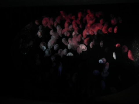 SEA LIFE Sydney Aquarium Entrance Ticket - Accommodation Sunshine Coast 11