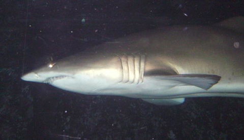 SEA LIFE Sydney Aquarium Entrance Ticket - Accommodation Sunshine Coast 19