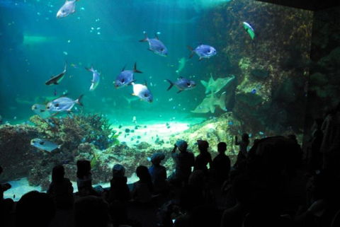 SEA LIFE Sydney Aquarium Entrance Ticket - Accommodation Sunshine Coast 21