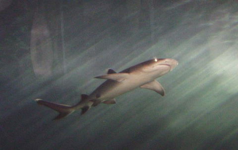 SEA LIFE Sydney Aquarium Entrance Ticket - Accommodation Sunshine Coast 17