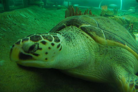 SEA LIFE Sydney Aquarium Entrance Ticket - Accommodation Sunshine Coast 25