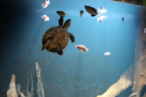 SEA LIFE Sydney Aquarium Entrance Ticket - Accommodation Sunshine Coast 4