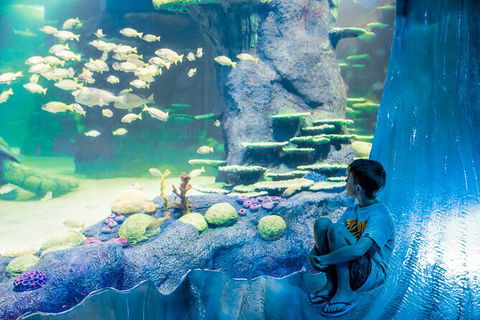 SEA LIFE Sydney Aquarium Entrance Ticket - Accommodation Sunshine Coast 28